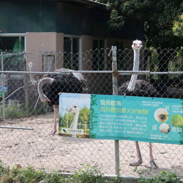 BBQ、馬、孔雀...大棠有機生態園！