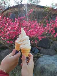새하얀 눈꽃 내린듯 아름다운 매화꽃, 광양 매화마을🌸