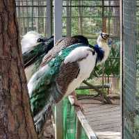Zoodoo, Da Lat Zoo