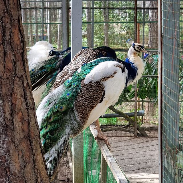 Zoodoo, Da Lat Zoo