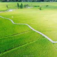ทุ่งนา สะพานไม้ ใบเสมาหินโบราณ เต่างอย สกลนคร