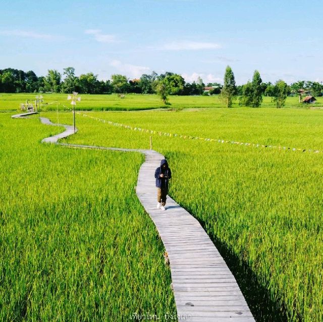 ทุ่งนา สะพานไม้ ใบเสมาหินโบราณ เต่างอย สกลนคร