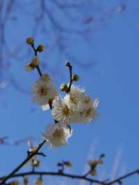 Sakura blooming earlier