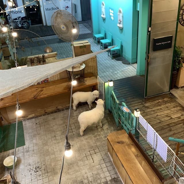 [서울 한복판에 양이 나타났다?!]