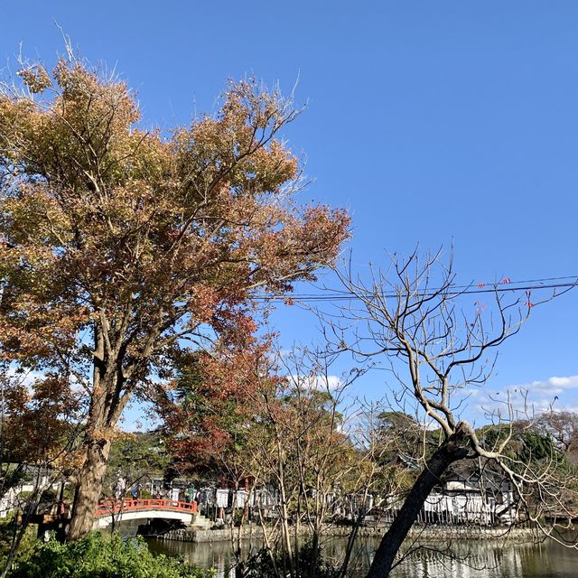 【神奈川】鎌倉の有名神宮⛩鶴岡八幡宮