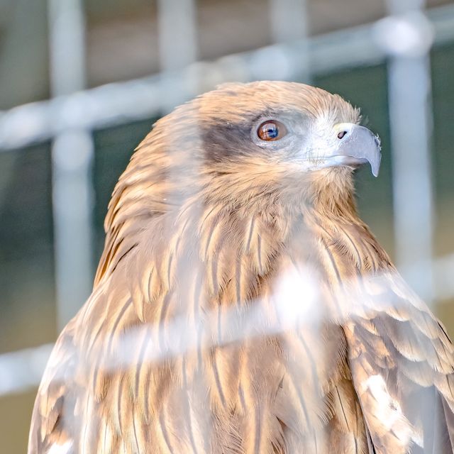 冬の円山動物園・フクロウとタカの森