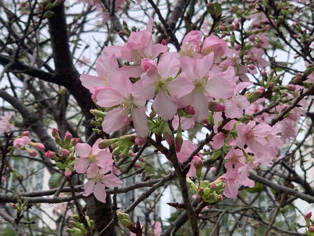 遊香港．香港單車館公園賞花