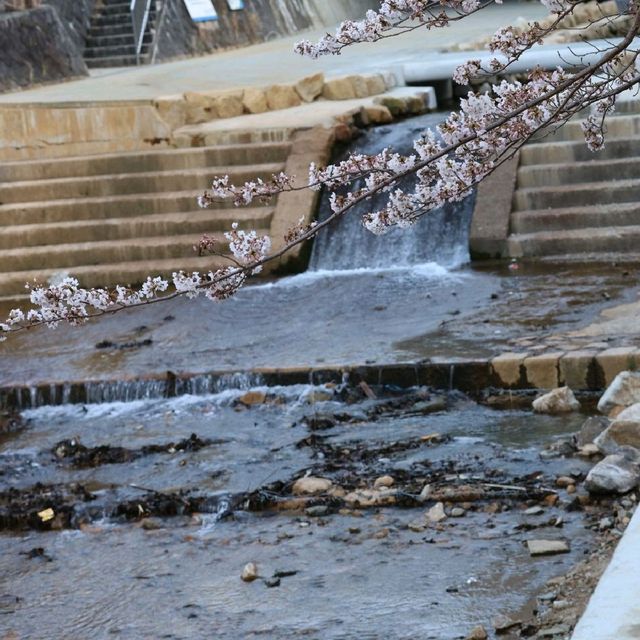 【兵庫   有馬温泉】サクラ咲きほこる日本の美🌸🌸🌸