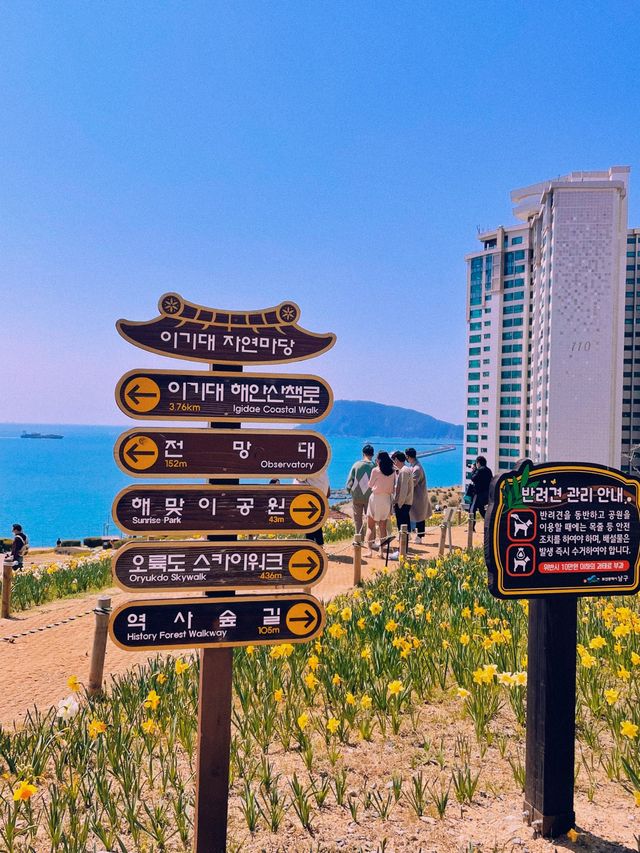 유채꽃이 가득한 부산 속 제주도 ‘오륙도 해맞이공원’🌼
