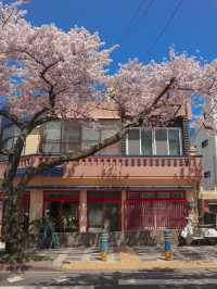 🌸만개한 4월 초의 전농로 왕벚꽃거리🌸