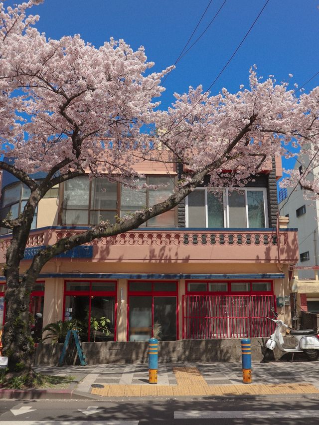 🌸만개한 4월 초의 전농로 왕벚꽃거리🌸
