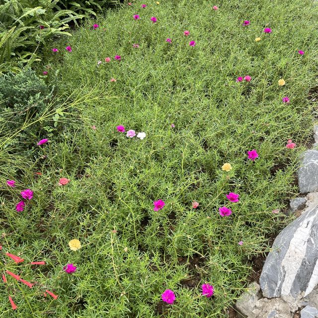 賞花好地方-屯門公園
