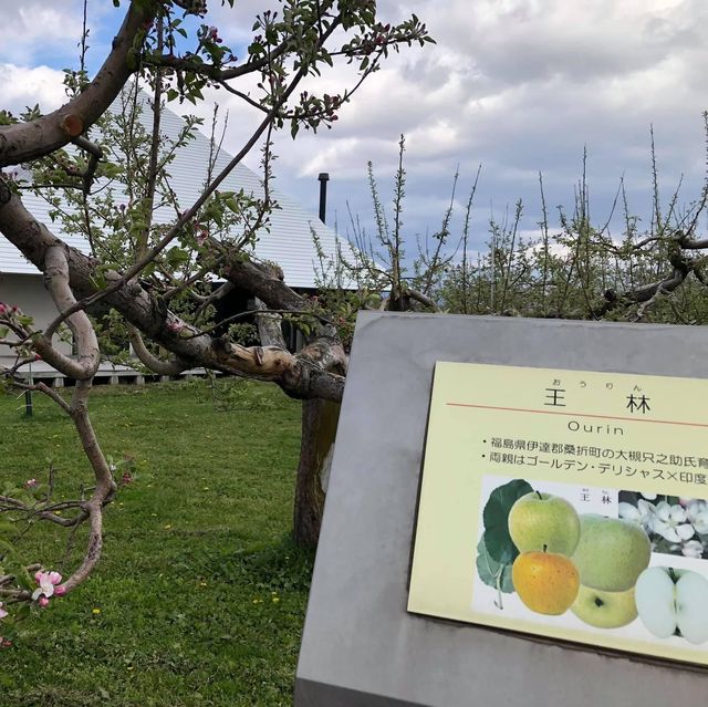 青森縣蘋果之郷弘前市的蘋果花🌼🌺🍎