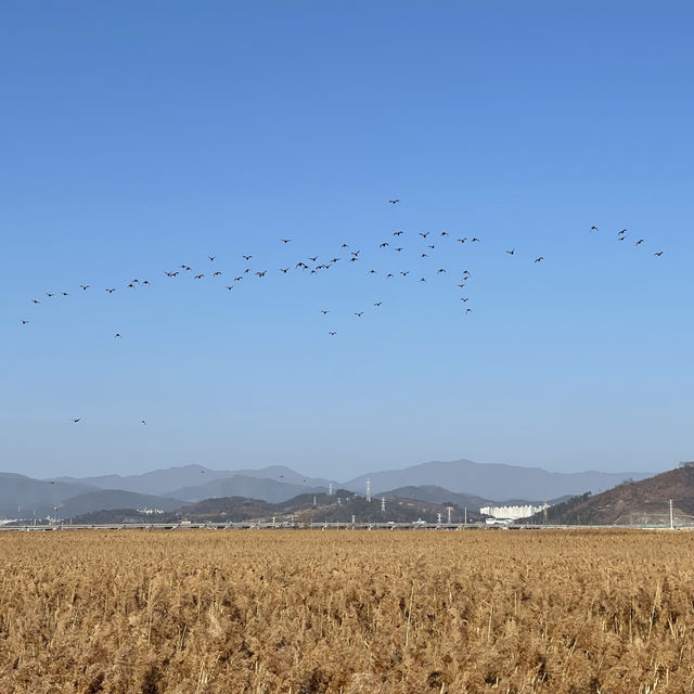📎 갈대가 끝없이 펼쳐진 갯벌, 순천만습지