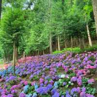 🌸나만 알고 싶은 보성 수국 핫스팟🌸