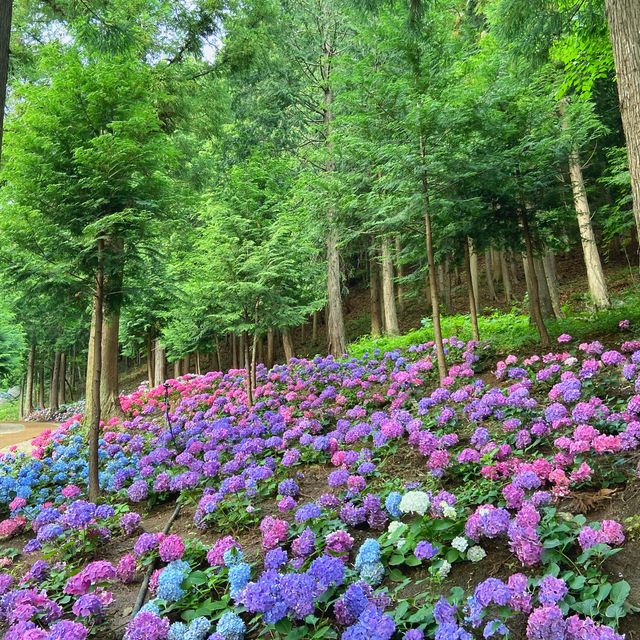 🌸나만 알고 싶은 보성 수국 핫스팟🌸