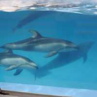【新潟市水族館マリンピア日本海】