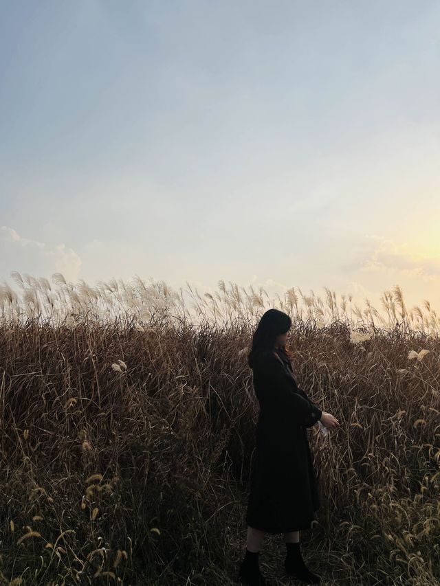 아산 곡교천 은행나무길 하나로 가을 낭만 완성🍂