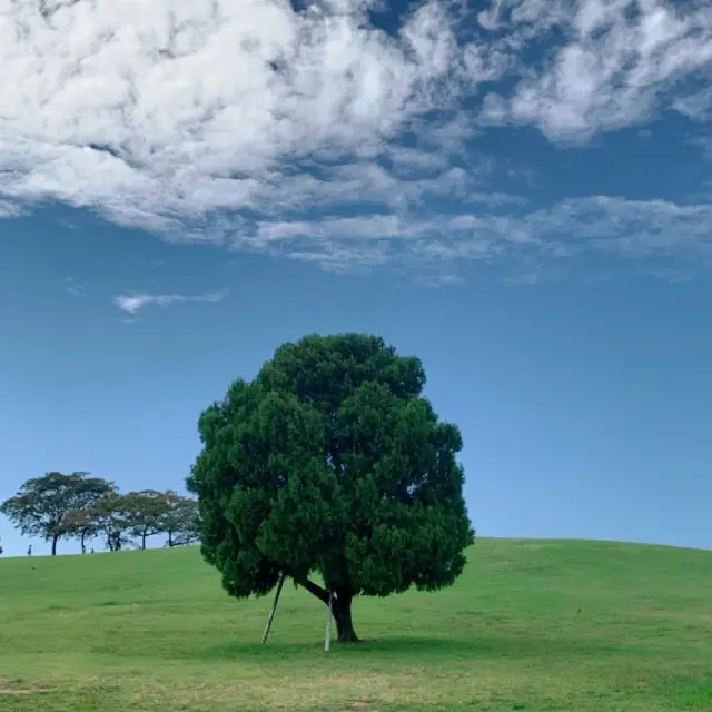 Cây cô đơn nhưng không cô độc🌳