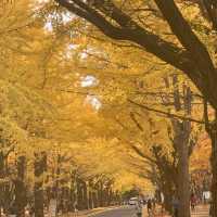 黄金色の道😊北海道大学イチョウ並木