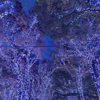 【横浜】マークイズみなとみらいのイルミネーションと紅葉のコラボレーション