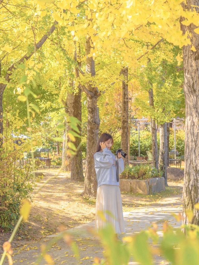은행나무와 감나무가 있는 카페💛
