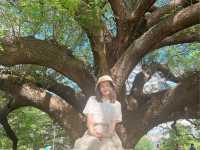 ต้นจามจุรียักษ์ 🌳🌳