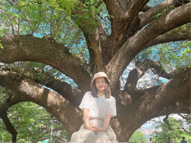 ต้นจามจุรียักษ์ 🌳🌳