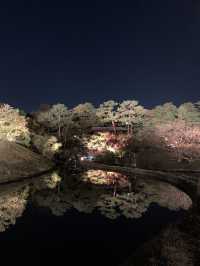 京都親子遊｜朱雀之庭賞夜楓