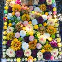 【京都】誰が置いたかアヒルさんの花手水🐤