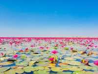 BOATING IN THE RED LOTUS SEA
