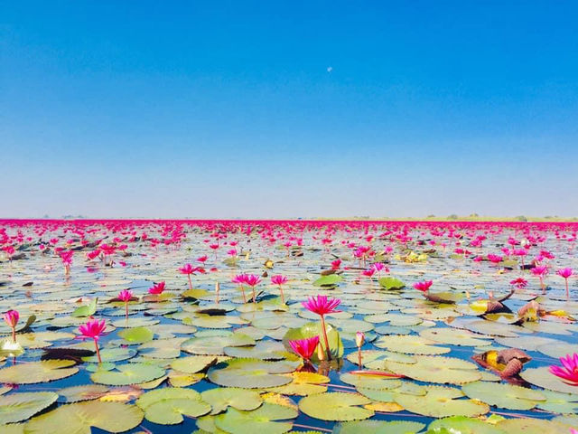 BOATING IN THE RED LOTUS SEA