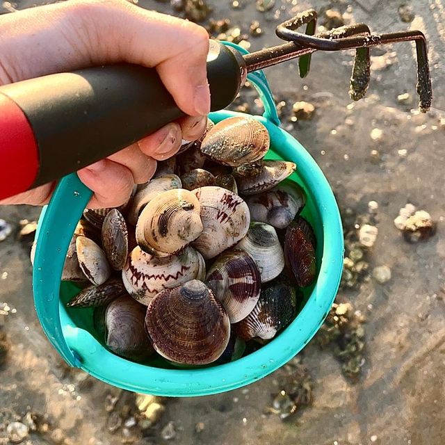 去烏溪沙掘蜆