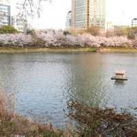 櫻花下的石村湖水公園