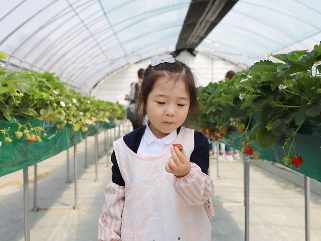 양평 수미마을에 딸기농장에 다녀왔어요