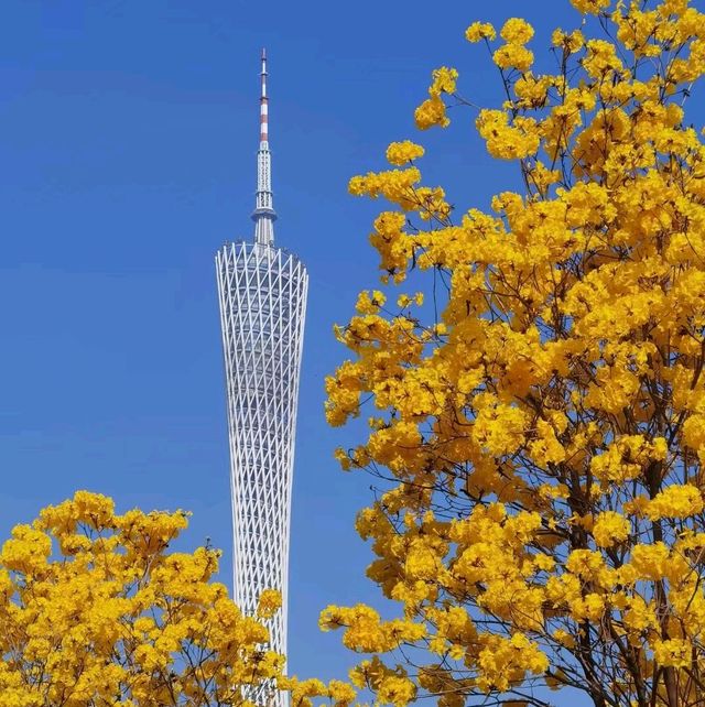 磨碟沙公園－黃花風鈴木