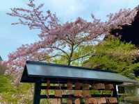 京都　KYOTO SAKURAめぐり❗️まさに、いとをかし清水寺の桜に大満足❗️