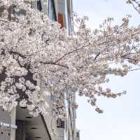 六本木・けやき坂近くの桜