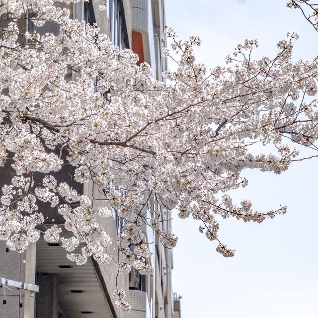 六本木・けやき坂近くの桜