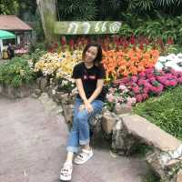อลังการสวนดอกไม้ในเมืองเชียงใหม่