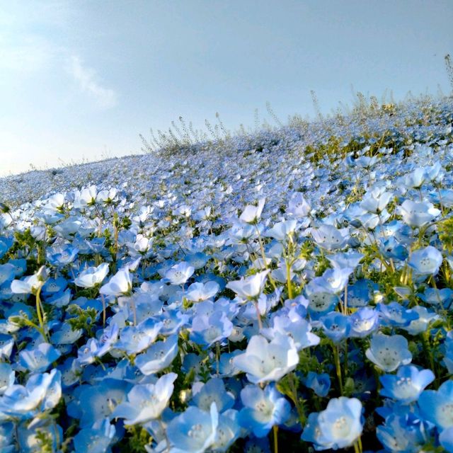 Hitachi park