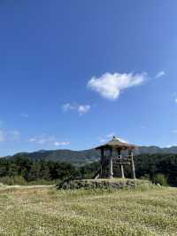 도시락싸서 억새밭에서 피크닉🌾