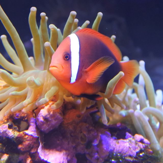 【新潟市水族館マリンピア日本海】