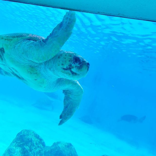 美ら海水族館【沖縄県/国頭郡】