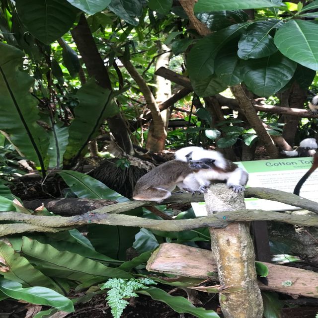 新加坡🇸🇬親子活動必到新加坡🇸🇬動物園❤️