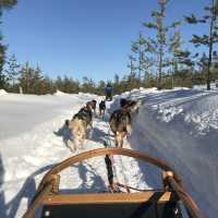Bearhill Husky 