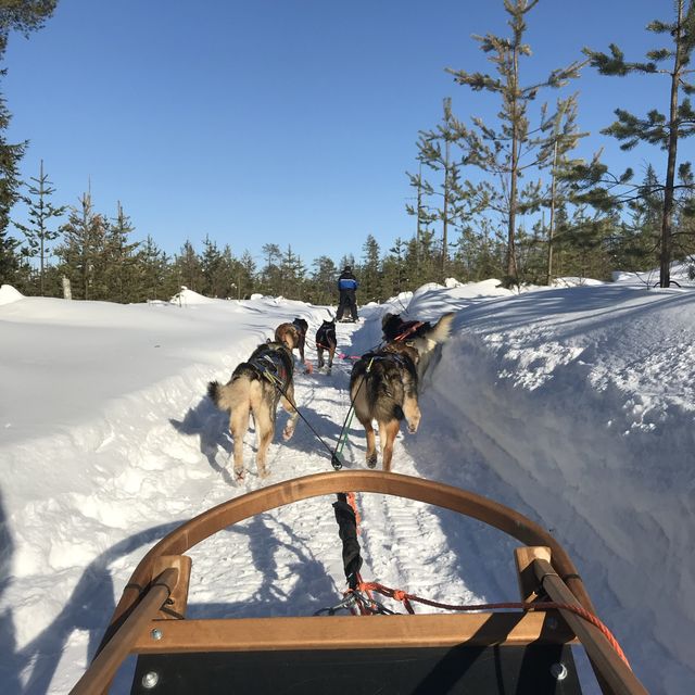 Bearhill Husky 