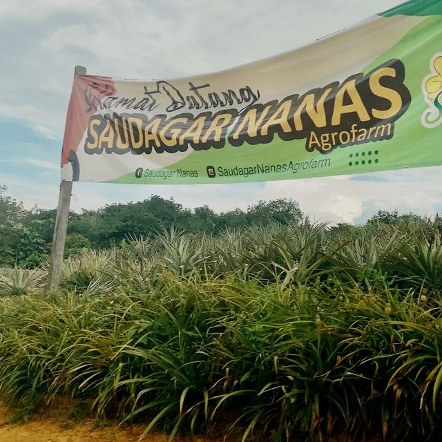 Saudagar Nanas Agrofarm, Kajang 🍍