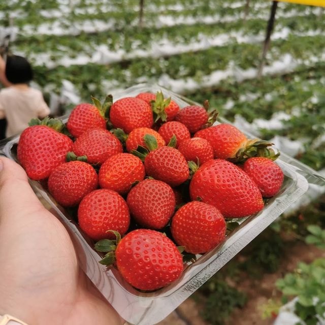 Cameron Highland Strawberry Farm