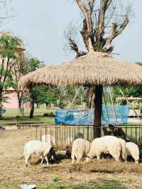 Dutch Farm เชียงใหม่